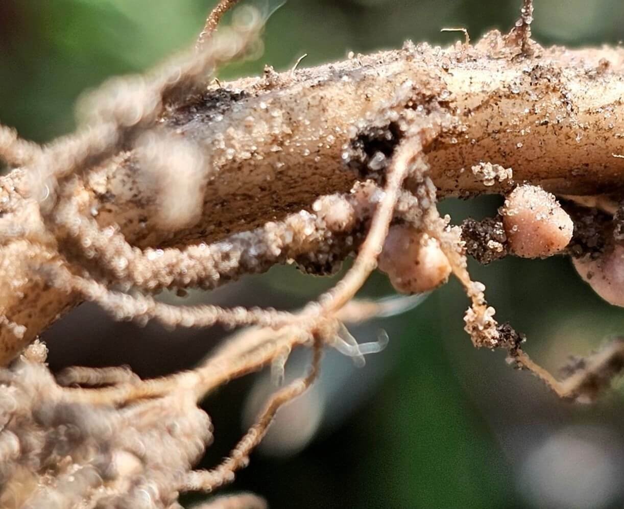 plant parasitic nematodes (2)