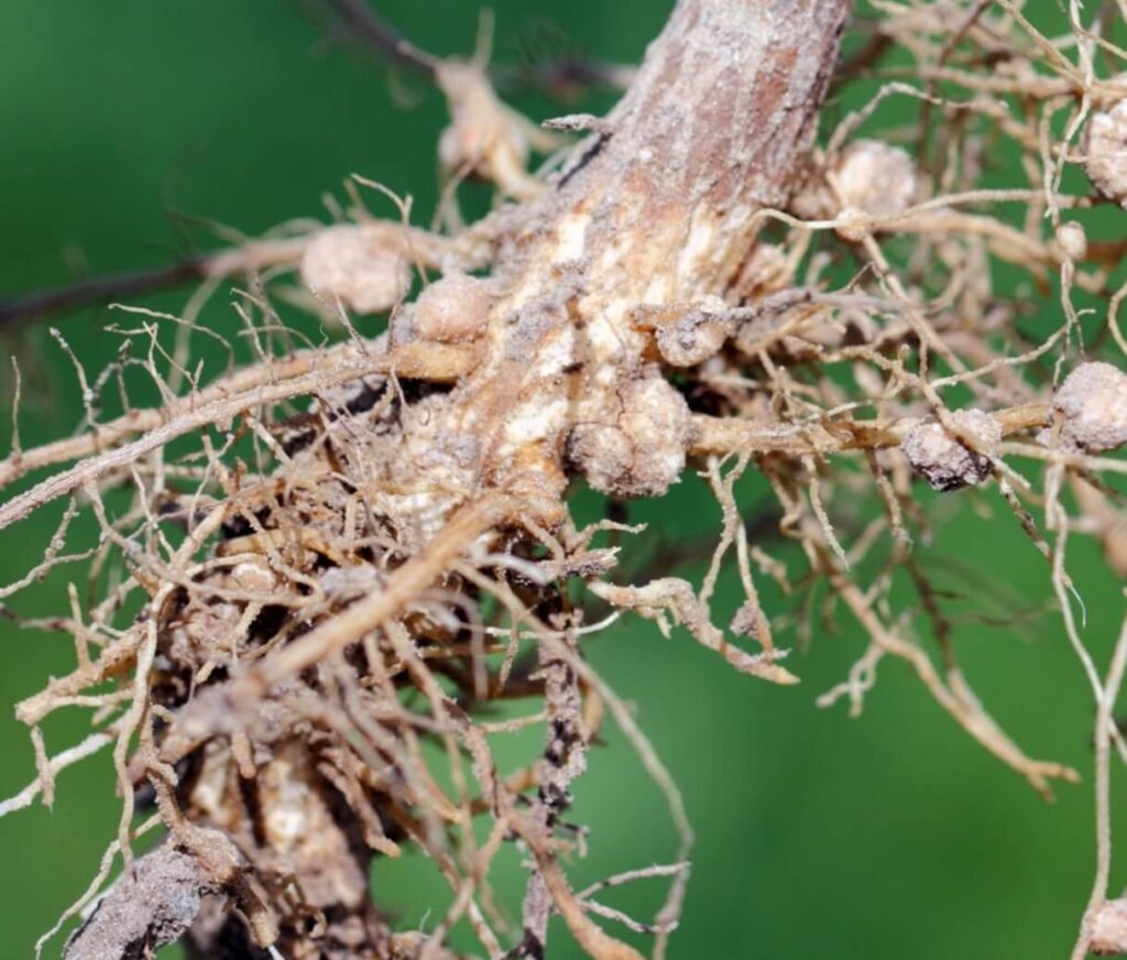 plant parasitic nematodes scientific name plant parasitic nematodes scientific name