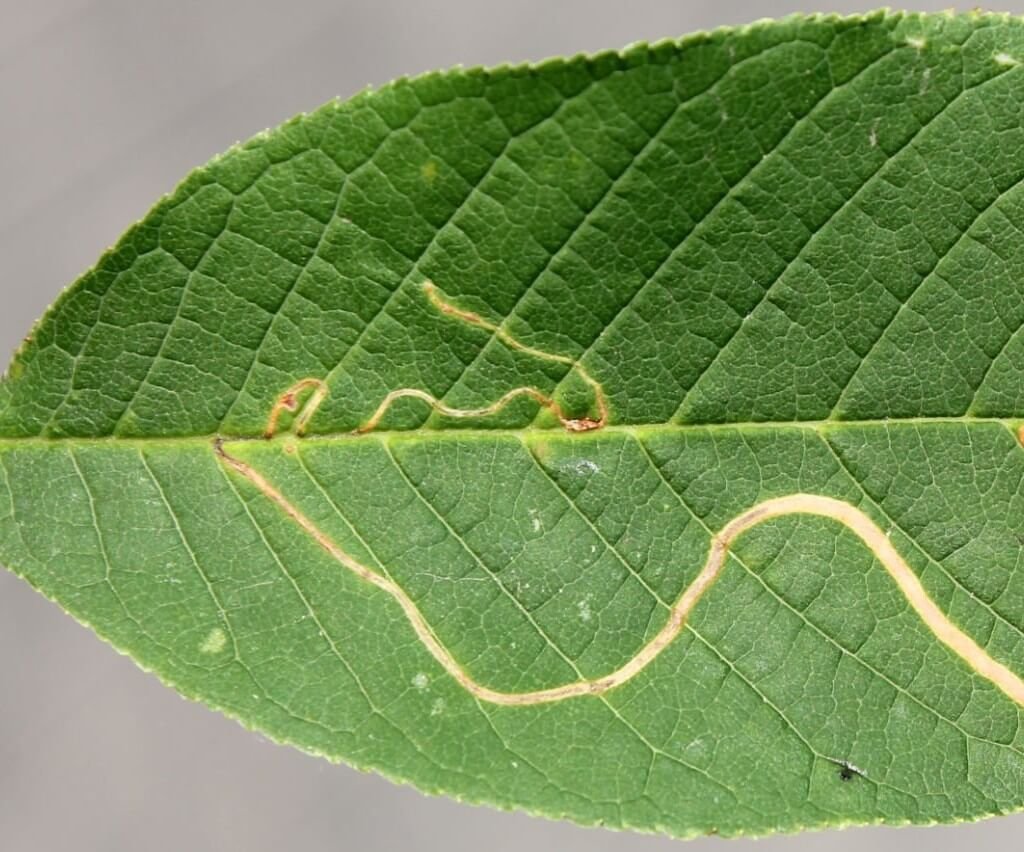 plant parasitic nematodes scientific name plant parasitic nematodes scientific name