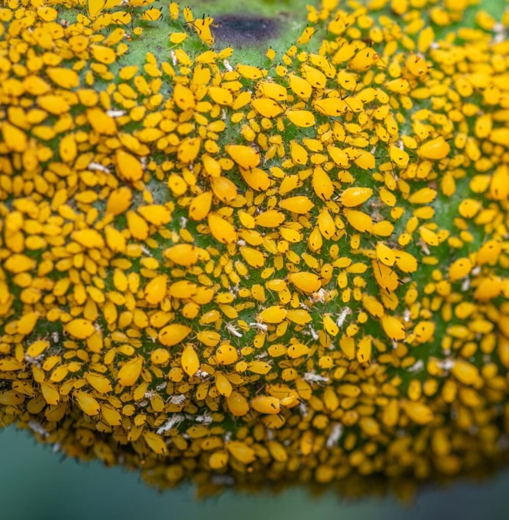 puccinia graminis symptoms