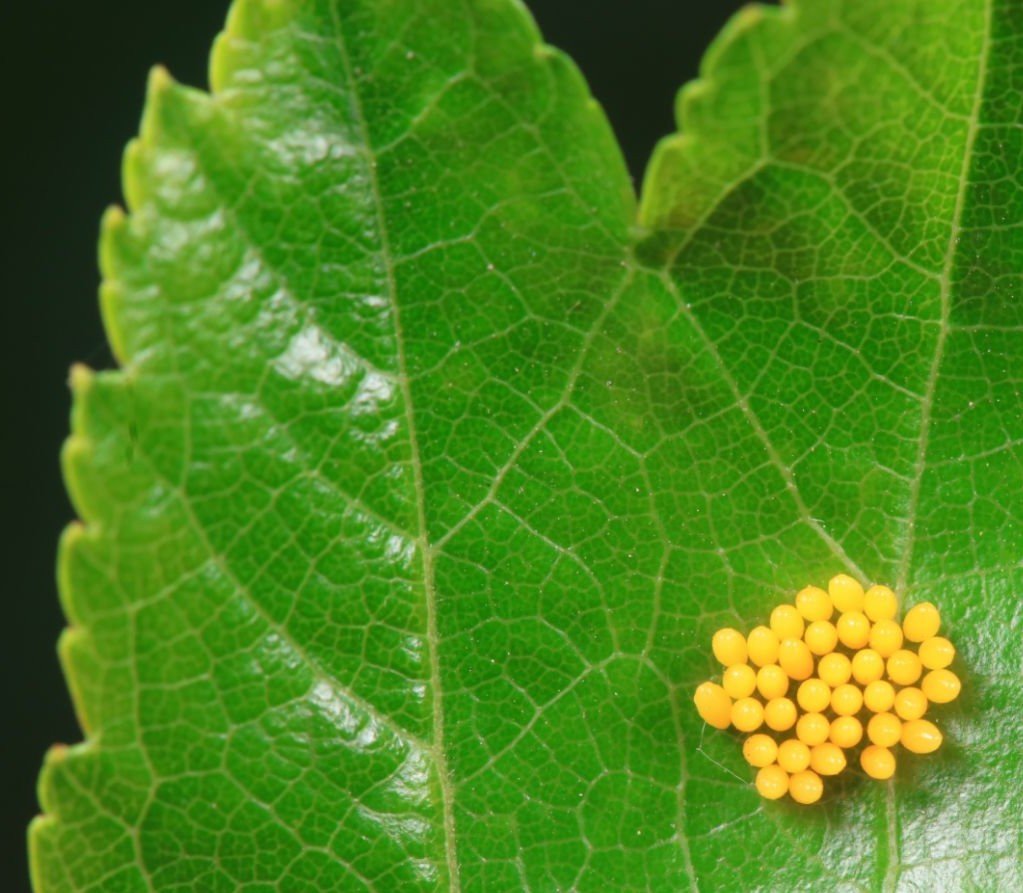 puccinia graminis treatment