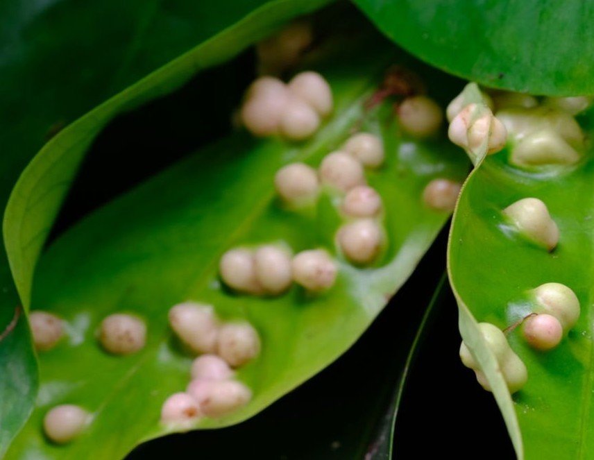 puccinia graminis treatment