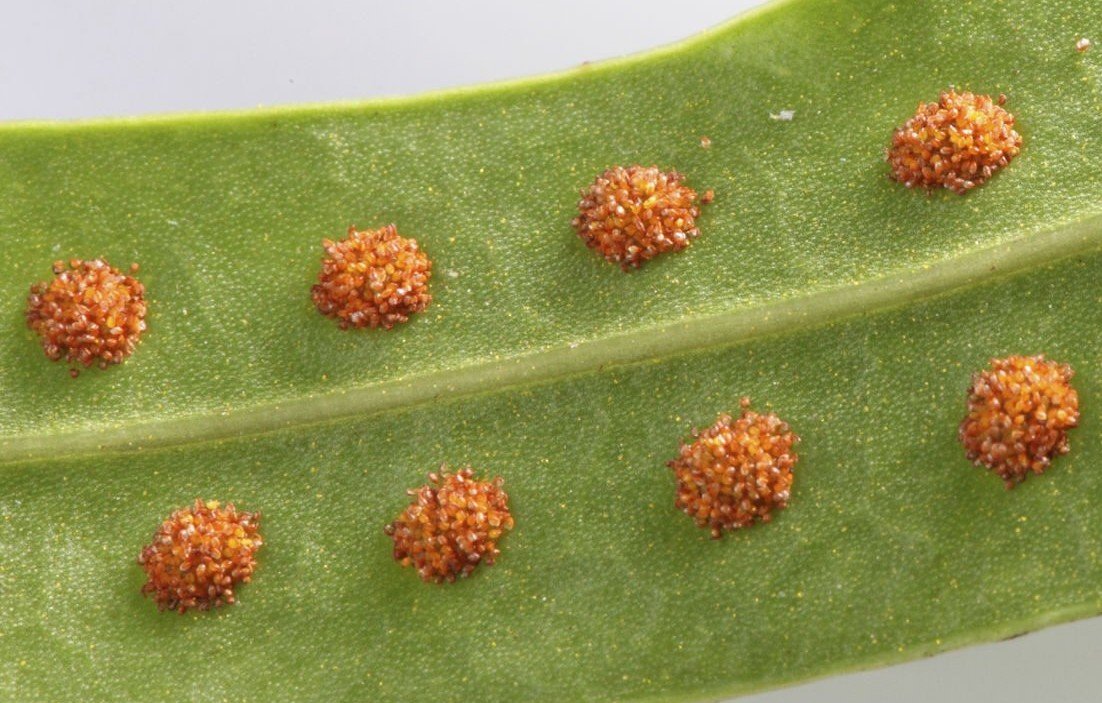 fern spores puccinia species