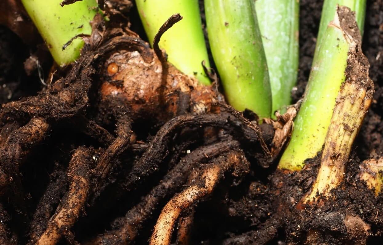 rhizoctonia treatment