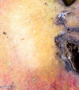 shot hole in fruit disease