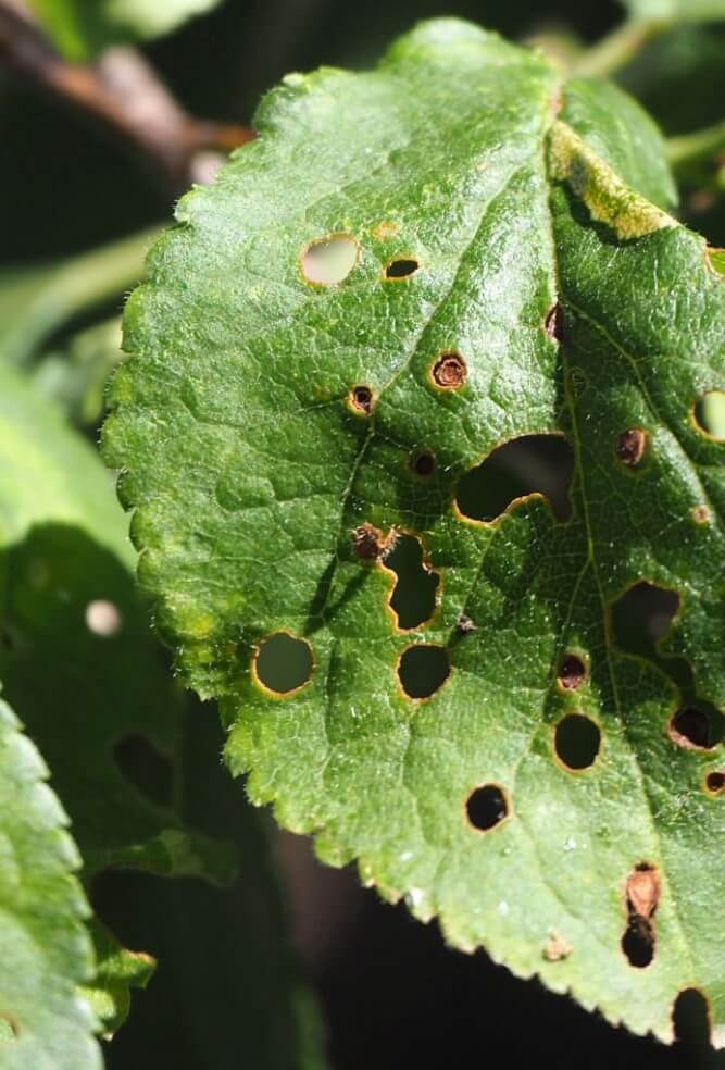 shot hole meaning in plants