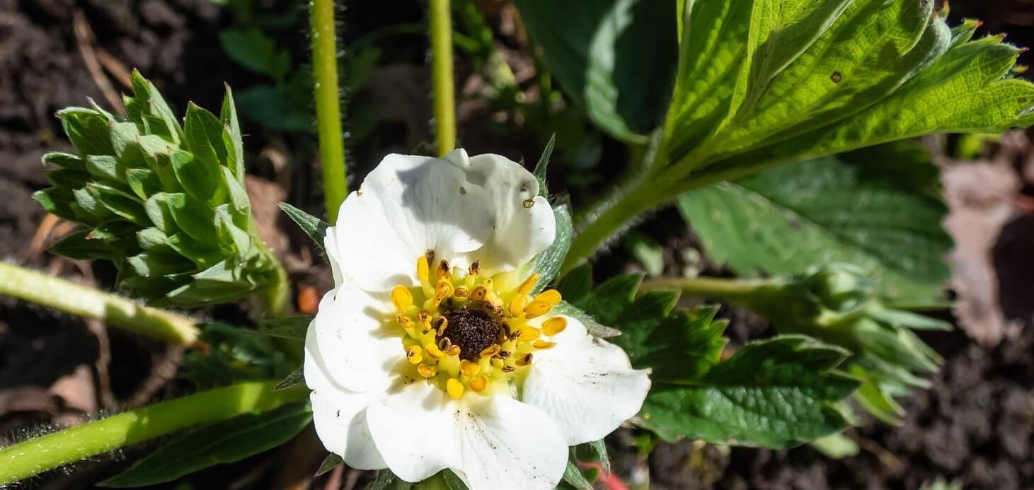 signs of frost damage on plants