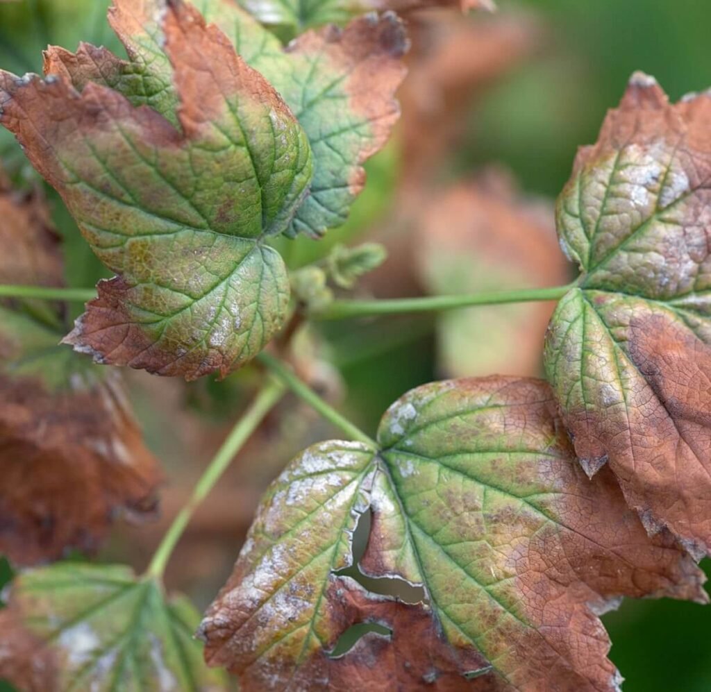 small trees resistant to verticillium wilt
