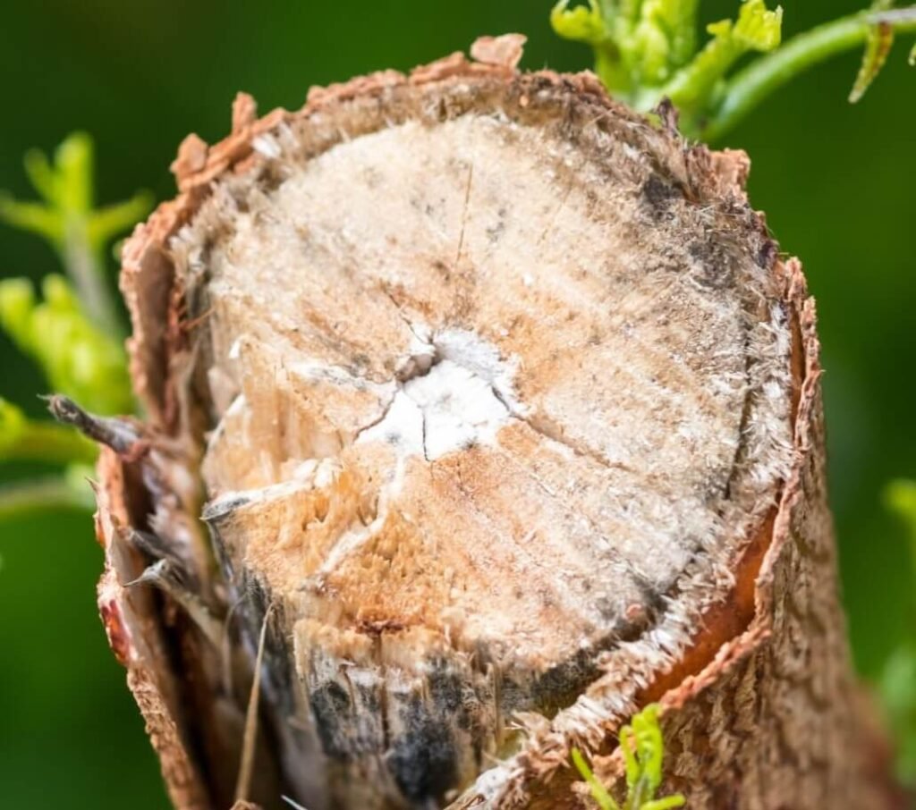 plant Verticillium wilt