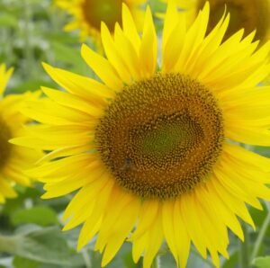 the specific time frame in which various plants produce flowers essential for reproduction