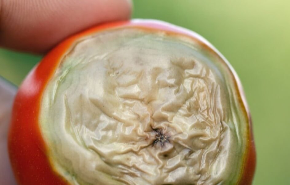 tomato plant verticillium wilt