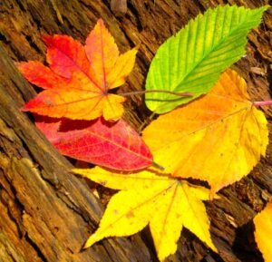 types of senescence in plants Fallen leaves