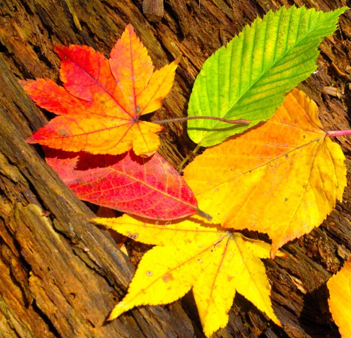types of senescence in plants Fallen leaves