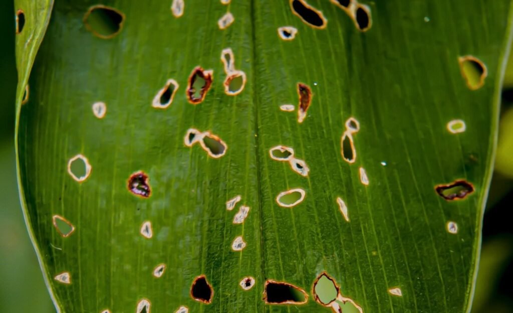 what causes shot hole disease in plants