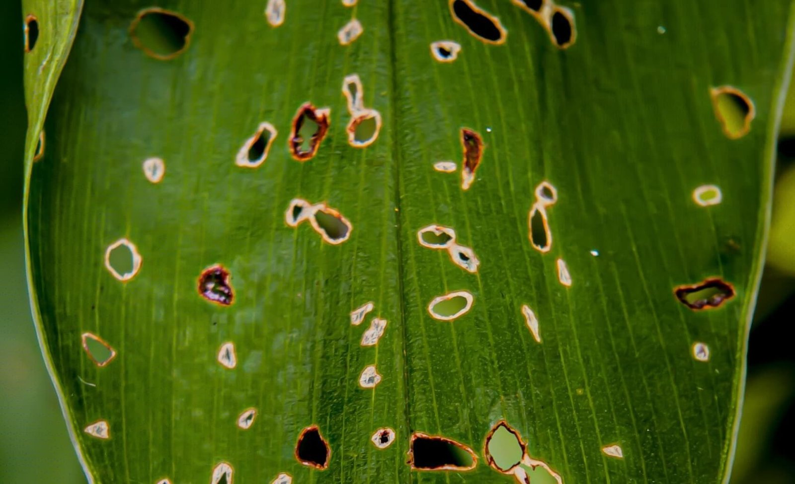 what causes shot hole disease in plants