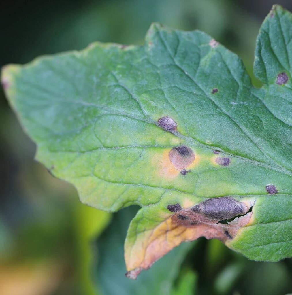 what causes verticillium wilt in soil