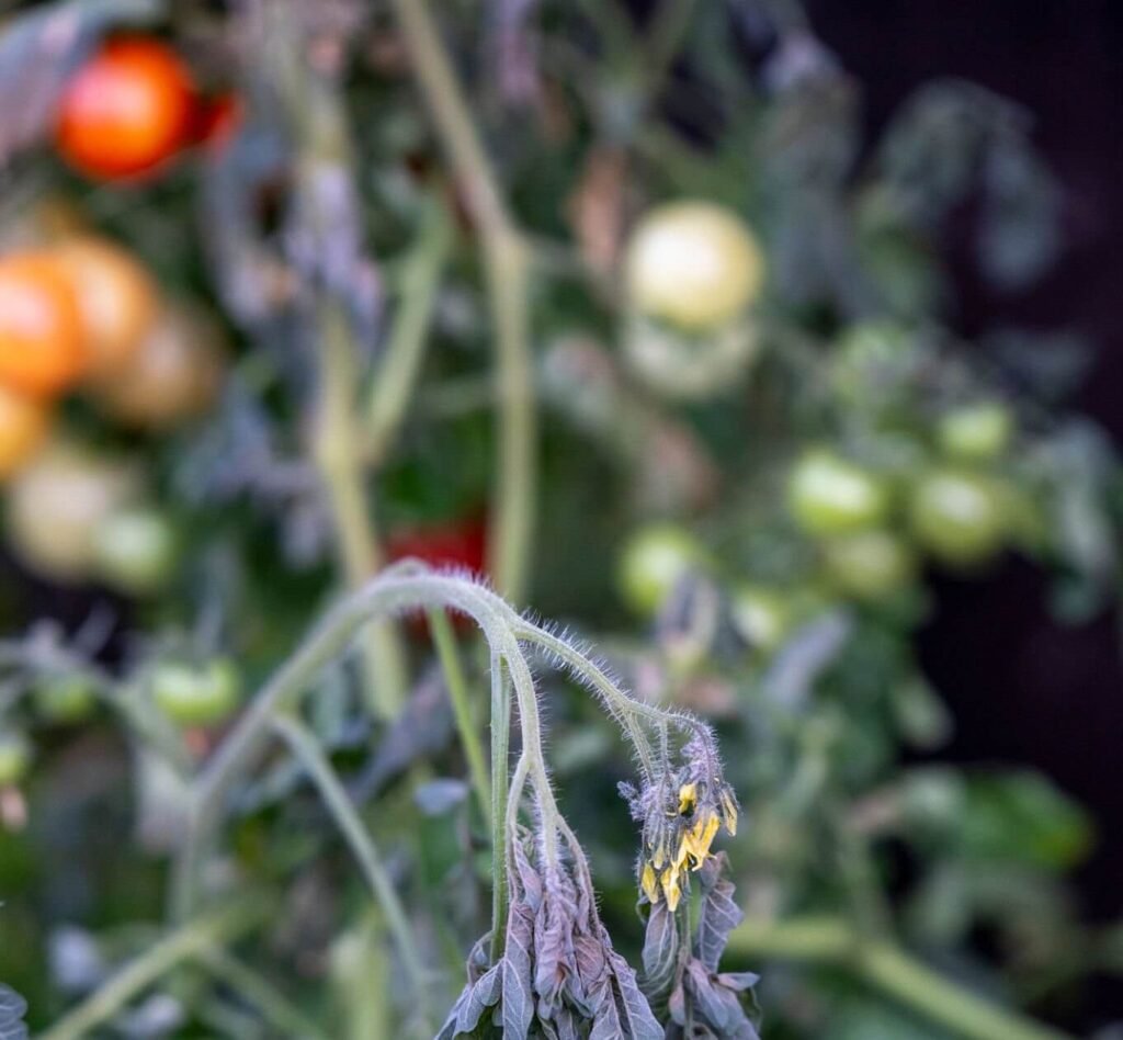 what does frost damage look like on tomato plants