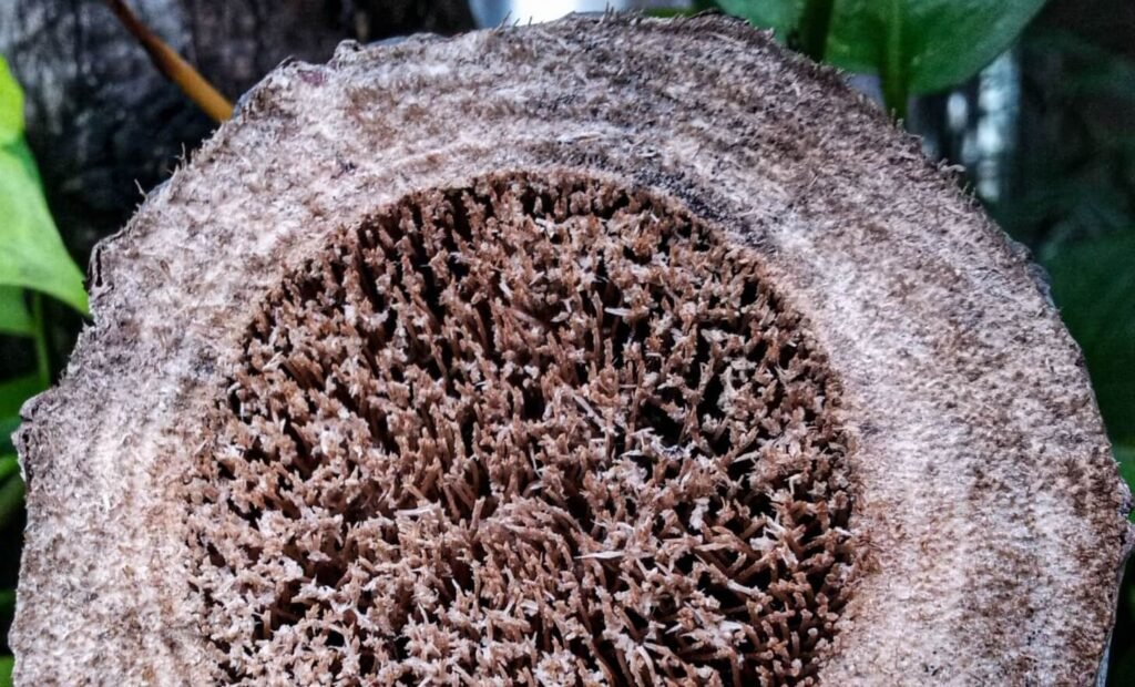 what does verticillium wilt look like