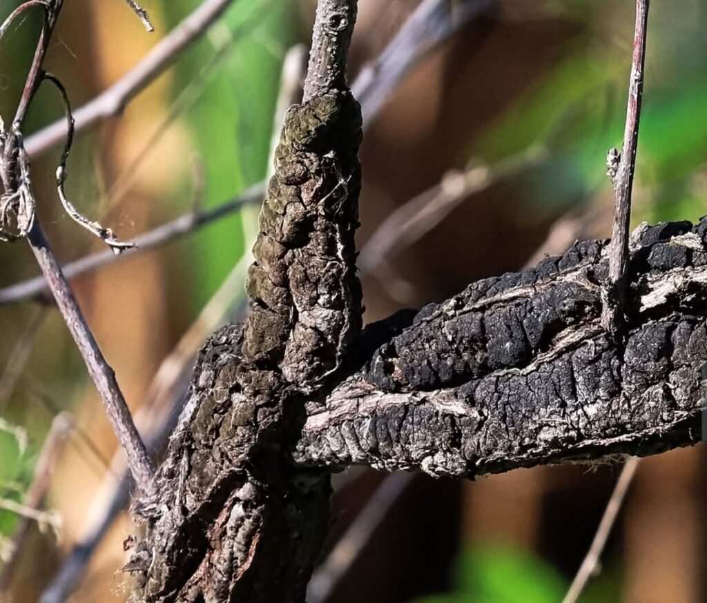 what is the best fungicide for black knot