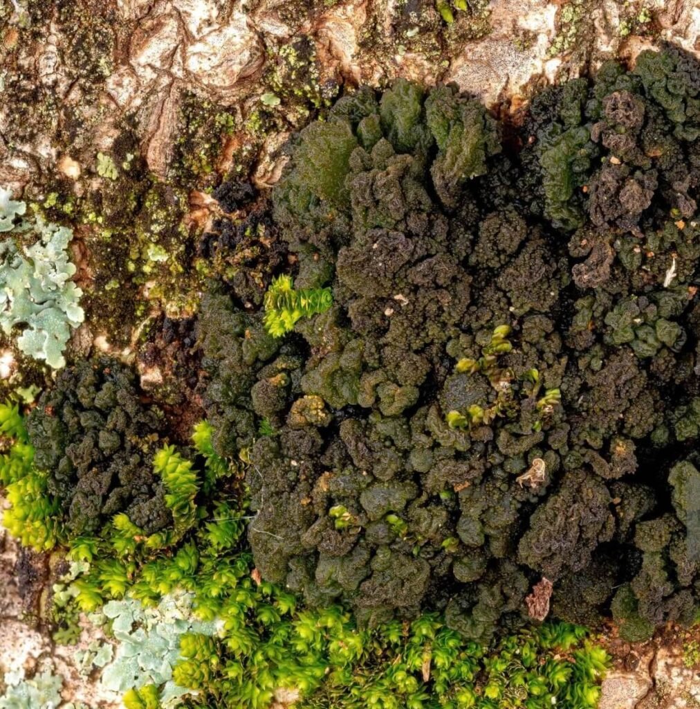 what is the best fungicide for black knot on plum trees