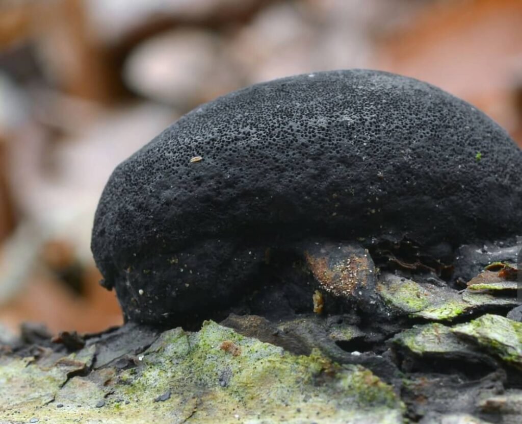 what plants does black knot affect