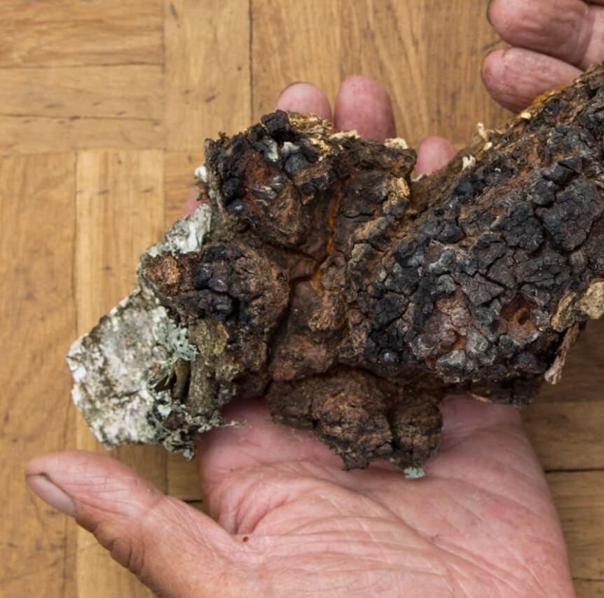 what plants does black knot affect