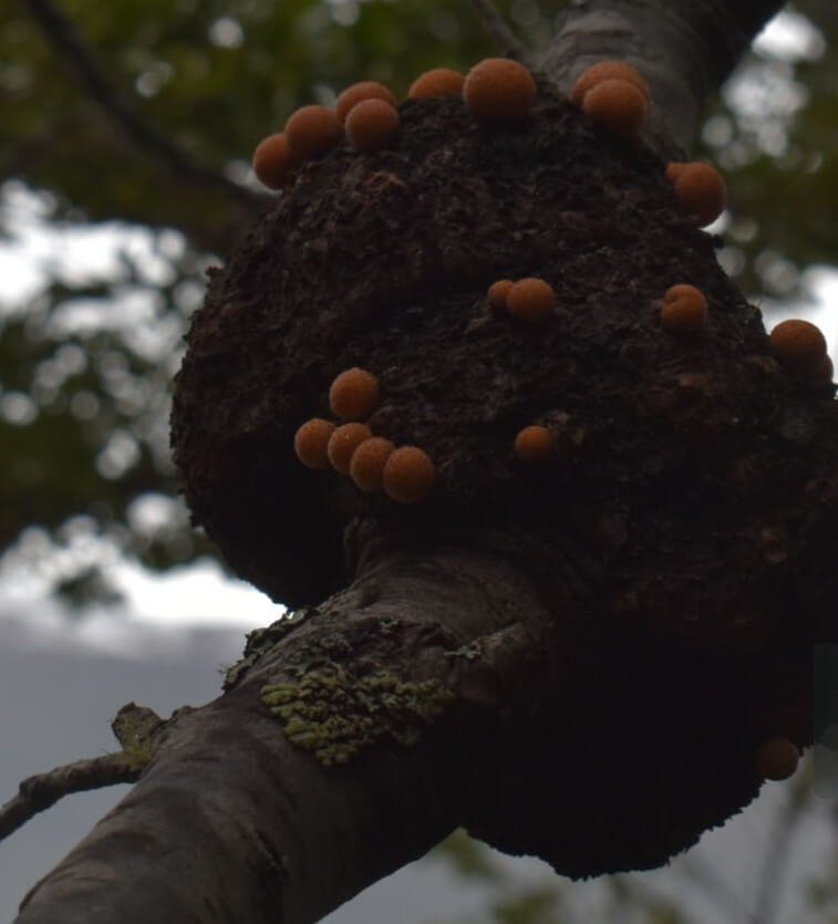 what plants does black knot affect