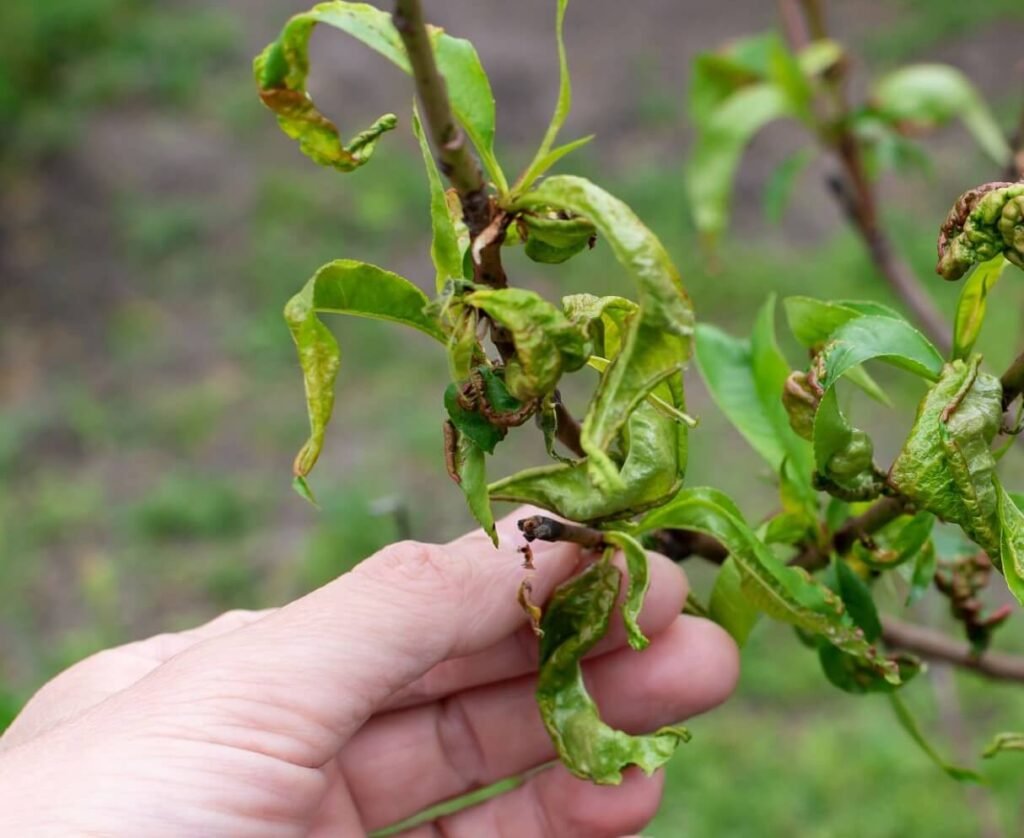 will peach leaf curl affect the fruit