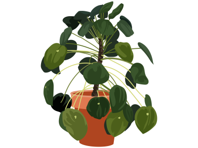 indoor plant