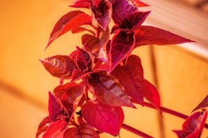 Philodendron Imperial Red Philodendron Imperial Red
