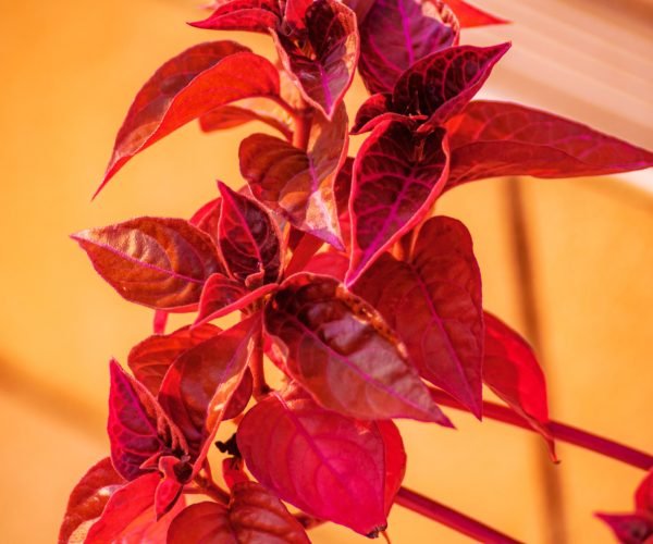 Philodendron Imperial Red Philodendron Imperial Red