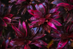 Philodendron Imperial Red indoor plant