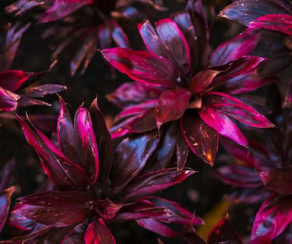 Philodendron Imperial Red indoor plant