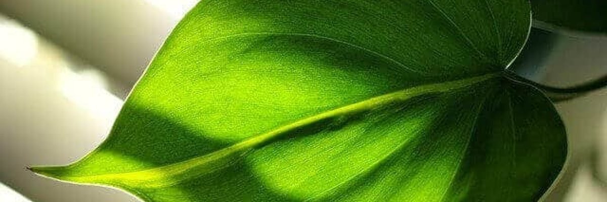 Heartleaf philodendron