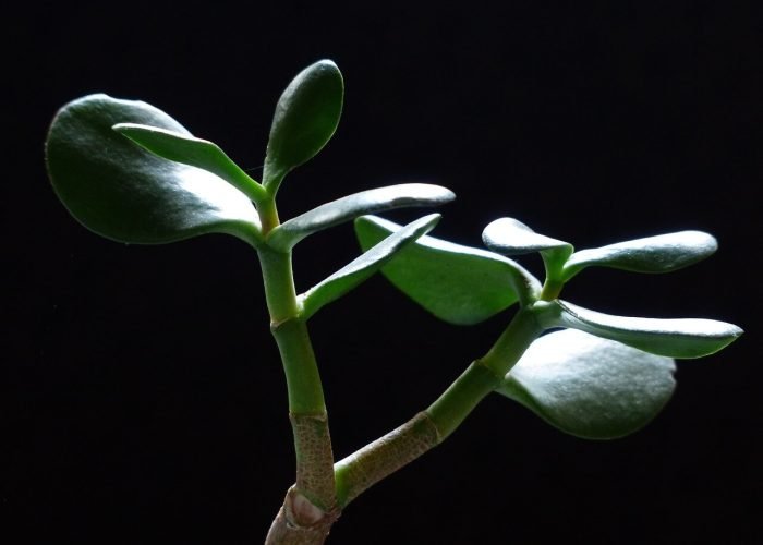 How to Care Baby Rubber Plant