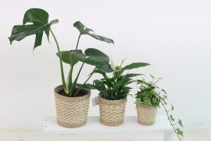 How to keep plants alive in winter outside How to keep plants alive in winter outside
