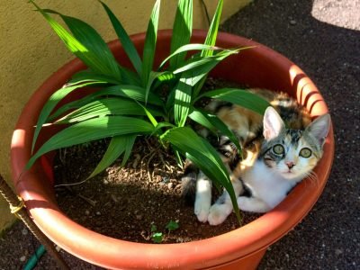 Indoor cat garden