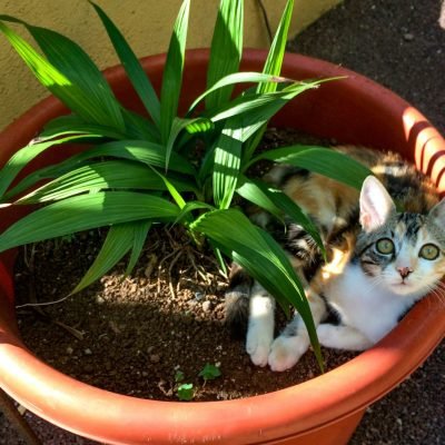 Indoor cat garden