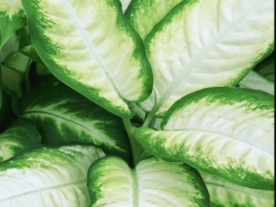 indoor plant