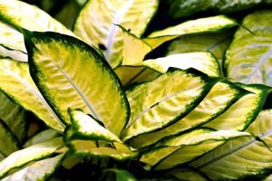 aglaonema-7301075_1280