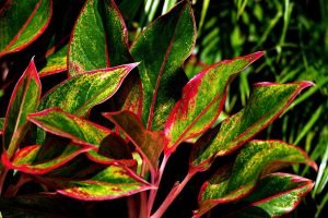 aglaonema-7368666_1280 aglaonema-7368666_1280