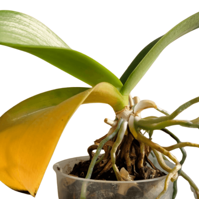 can yellow orchid leaves turn green