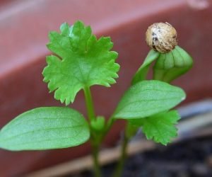 caring for houseplants in winter