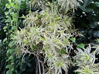 indoor plant