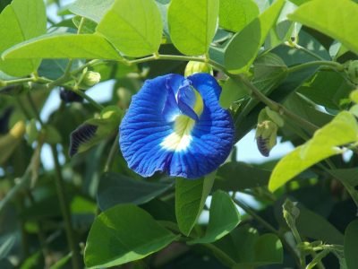 blue tea Aparajita Plant Care