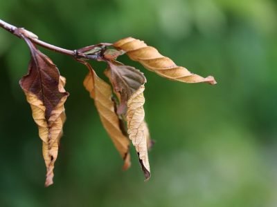 winter tips