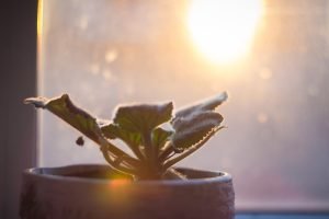 what potted plants do well in zone 7 winter flower-what potted plants do well in zone 7 winter