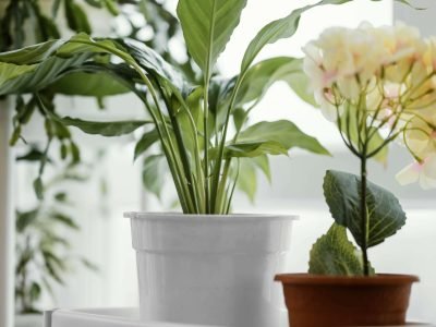 indoor plant