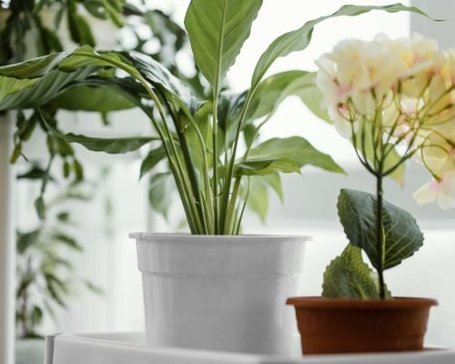 front-view-indoors-plants-pots-window