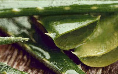 how to propagate aloe vera without roots